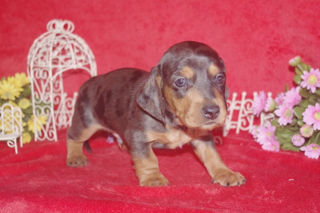 images/contenu/Chiots/teckel/005/teckel_001_5.jpg