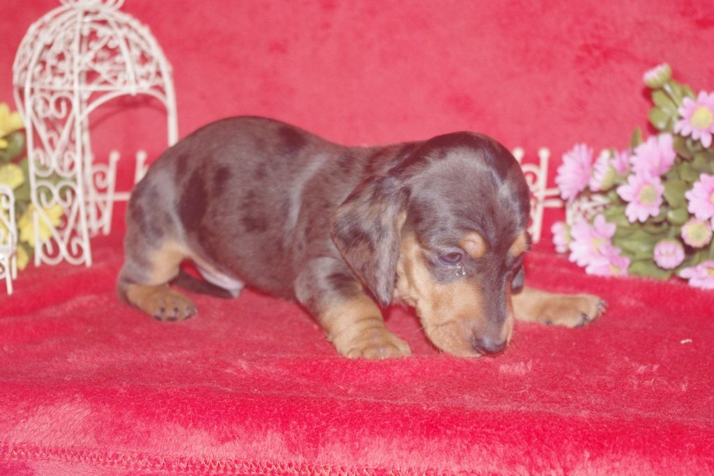 images/contenu/Chiots/teckel/005/teckel_001_4.jpg