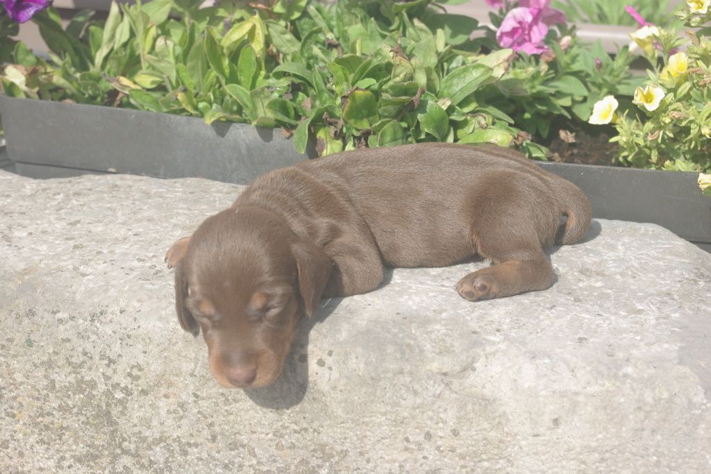 images/contenu/Chiots/teckel/005/9-teckel_5.jpg