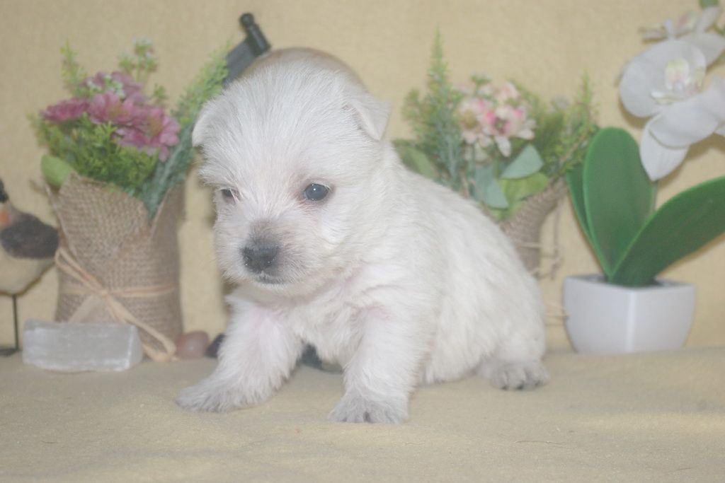 images/contenu/Chiots/westie/004/9-westie_12.jpg