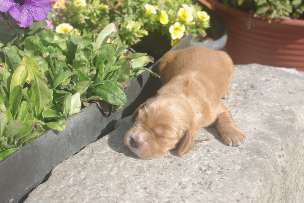 images/contenu/Chiots/Cocker/008/IMGP0445.jpg