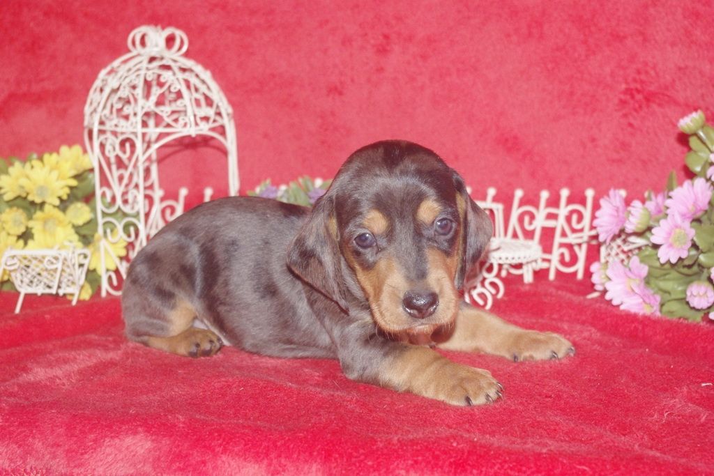 images/contenu/Chiots/teckel/005/teckel_001_1.jpg