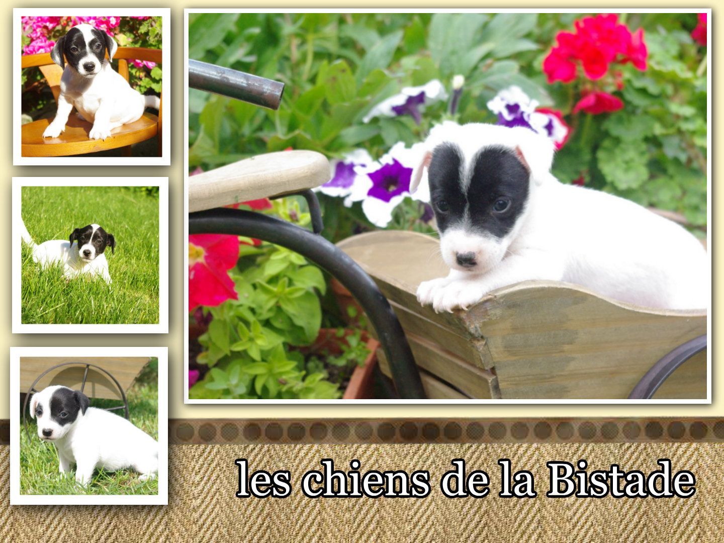 images/contenu/Chiots/jackrussel/pasdechiots/jack_russel_29.jpg