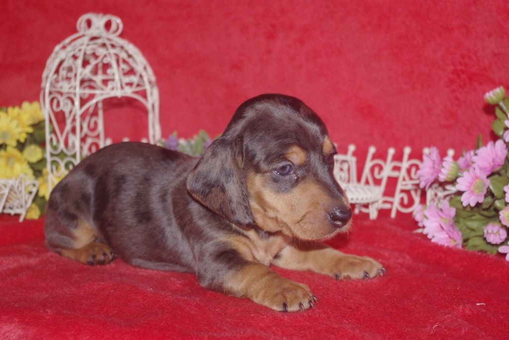images/contenu/Chiots/teckel/005/teckel_001_2.jpg