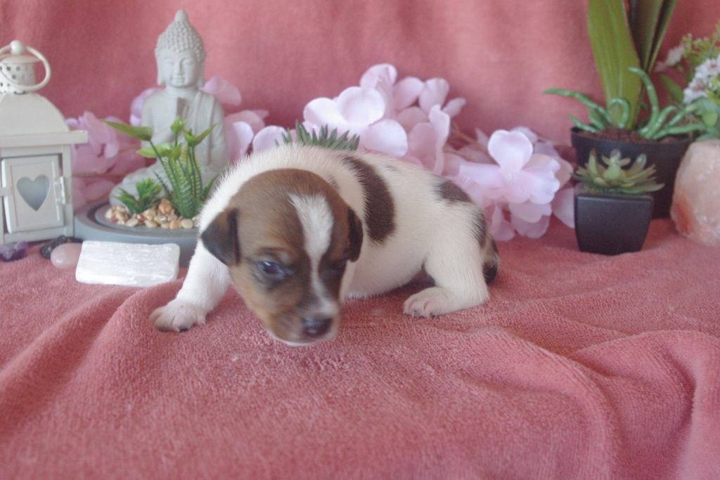 images/contenu/Chiots/jackrussel/003/9-jack_russel_10.jpg