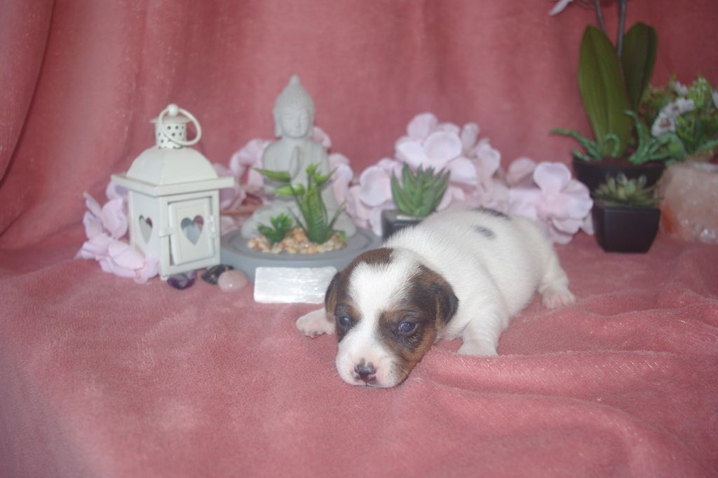 images/contenu/Chiots/jackrussel/002/9-jack_russel_13.jpg