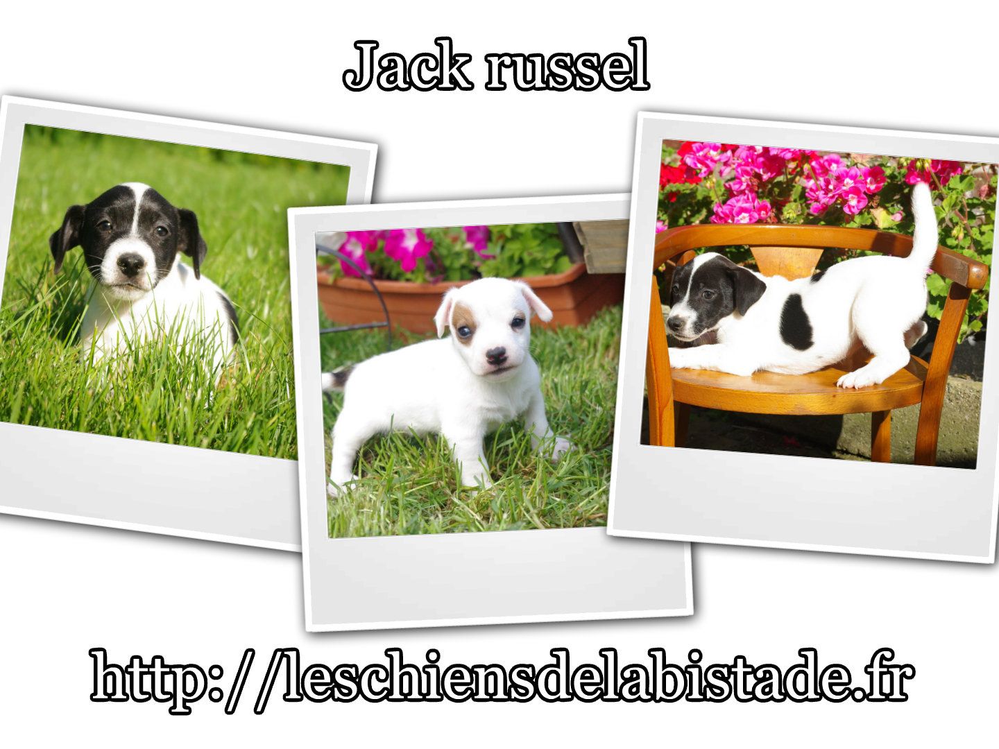 images/contenu/Chiots/jackrussel/pasdechiots/jack_russel_28.jpg