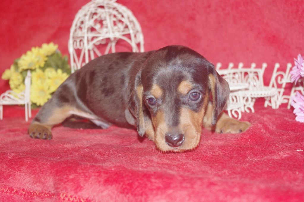 images/contenu/Chiots/teckel/005/teckel_001_3.jpg