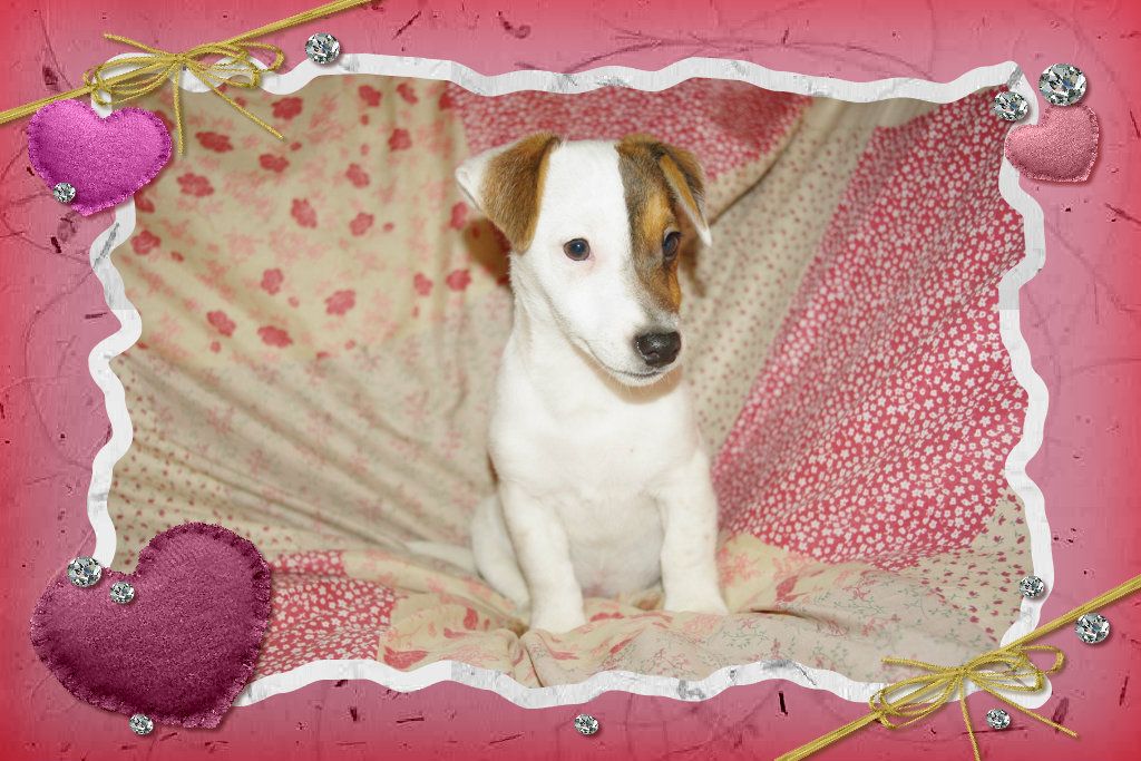 images/contenu/Chiots/jackrussel/pasdechiots/jack_russel_23.jpg