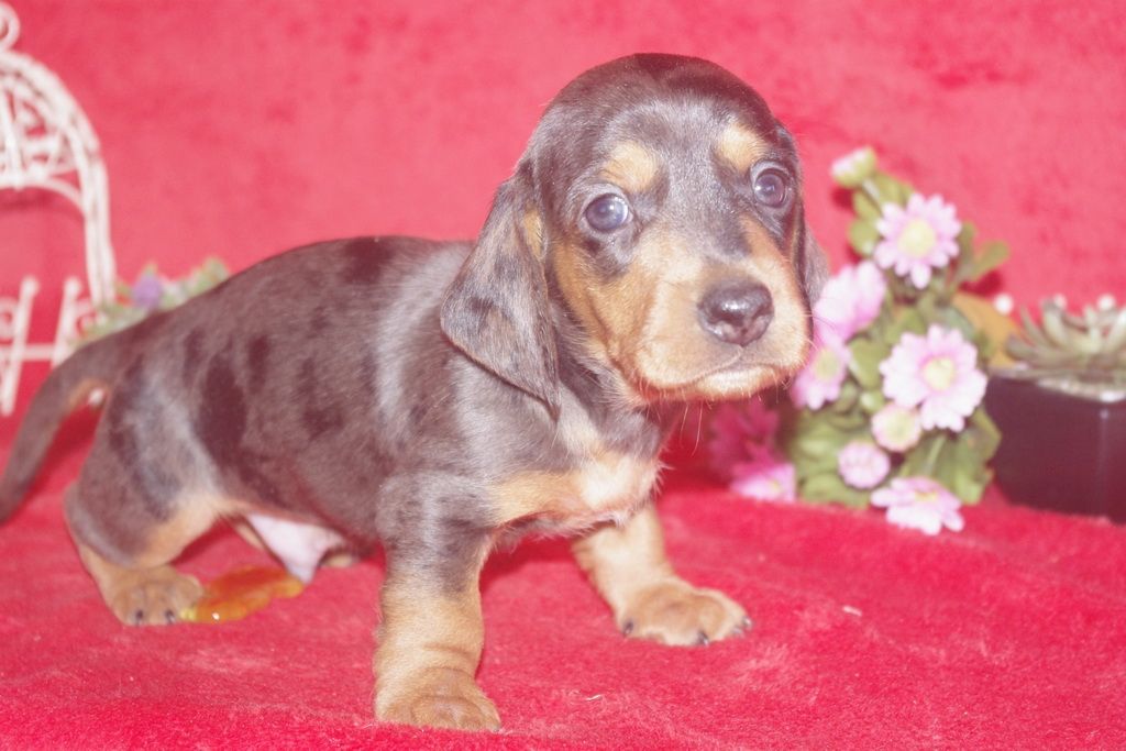 images/contenu/Chiots/teckel/005/teckel_001_8.jpg