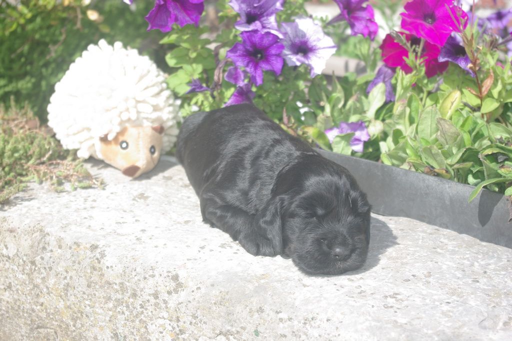 images/contenu/Chiots/Cocker/001/8-cocker_anglais_7.jpg