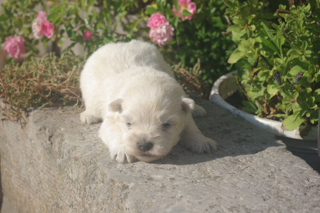 images/contenu/Chiots/westie/003/9-westie_7.jpg