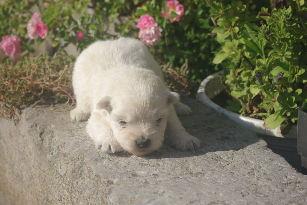 images/contenu/Chiots/westie/003/9-westie_8.jpg