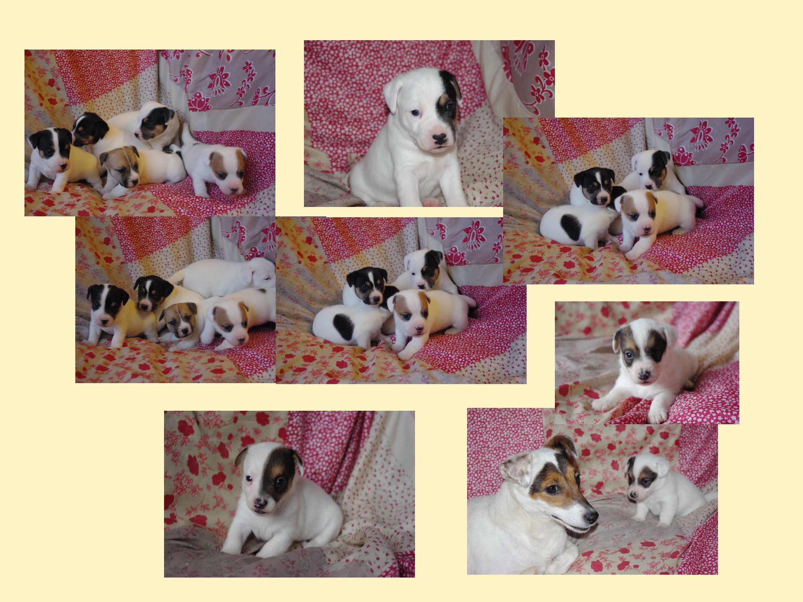images/contenu/Chiots/jackrussel/pasdechiots/jack_russel_22.jpg