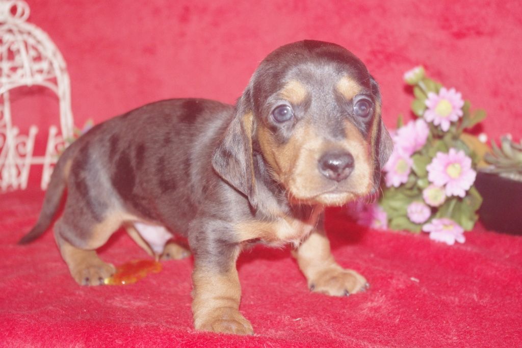 images/contenu/Chiots/teckel/005/teckel_001_9.jpg
