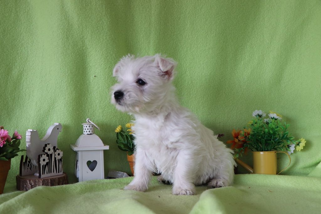 images/contenu/Chiots/westie/004/8-westie_13.jpg