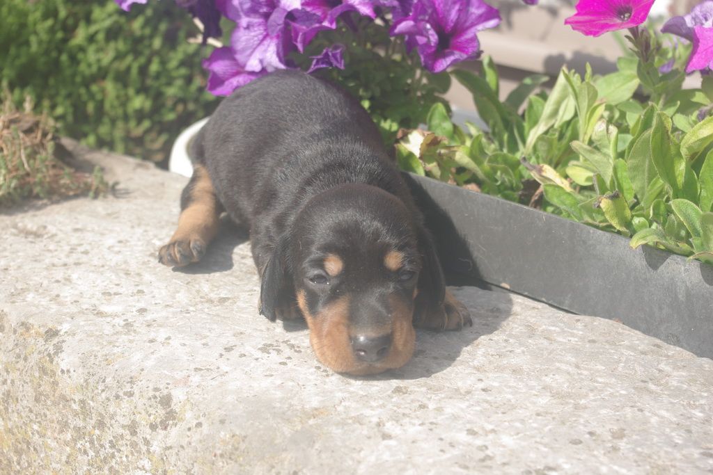 images/contenu/Chiots/teckel/004/9-teckel_7.jpg