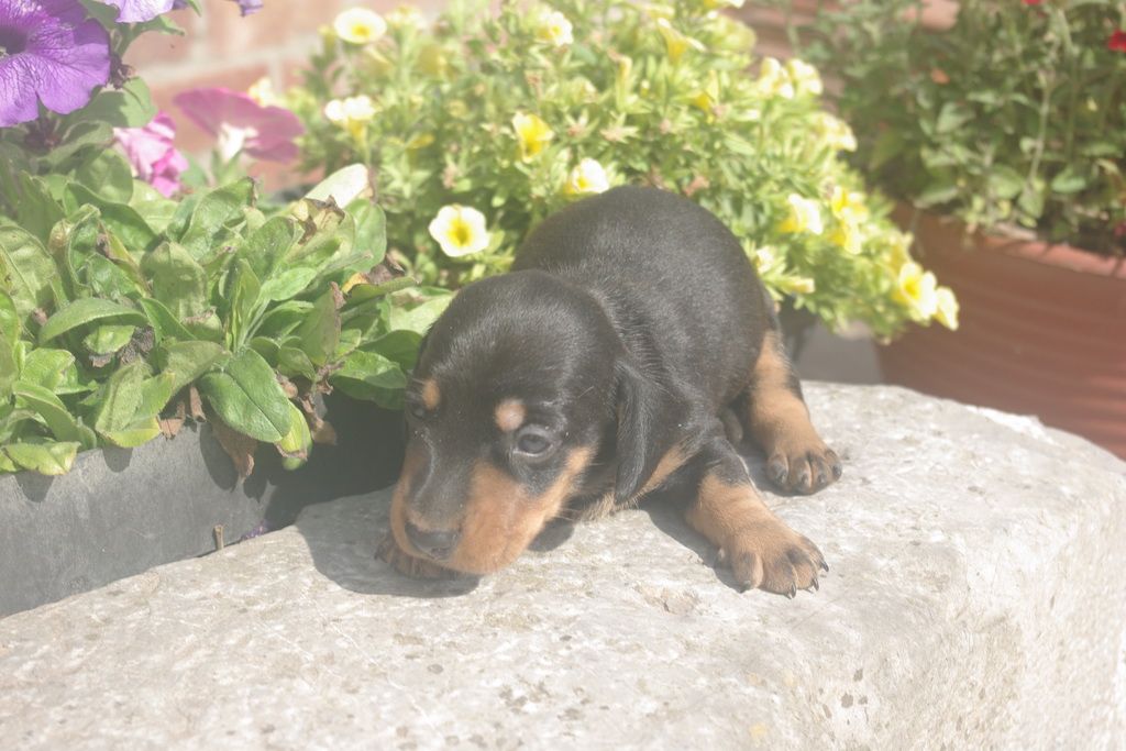 images/contenu/Chiots/teckel/004/9-teckel_8.jpg
