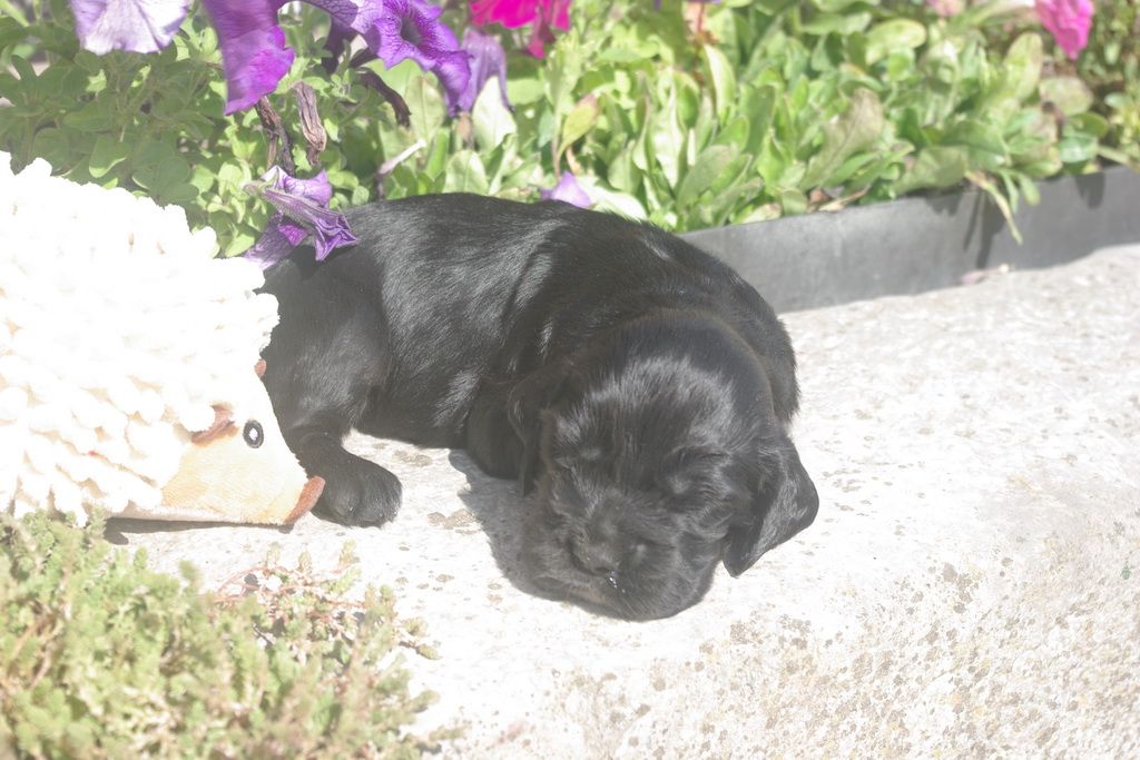 images/contenu/Chiots/Cocker/005/8-cocker_anglais_2.jpg