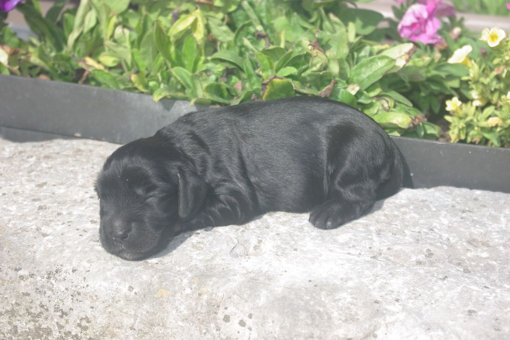 images/contenu/Chiots/Cocker/001/9-cocker_anglais_6.jpg