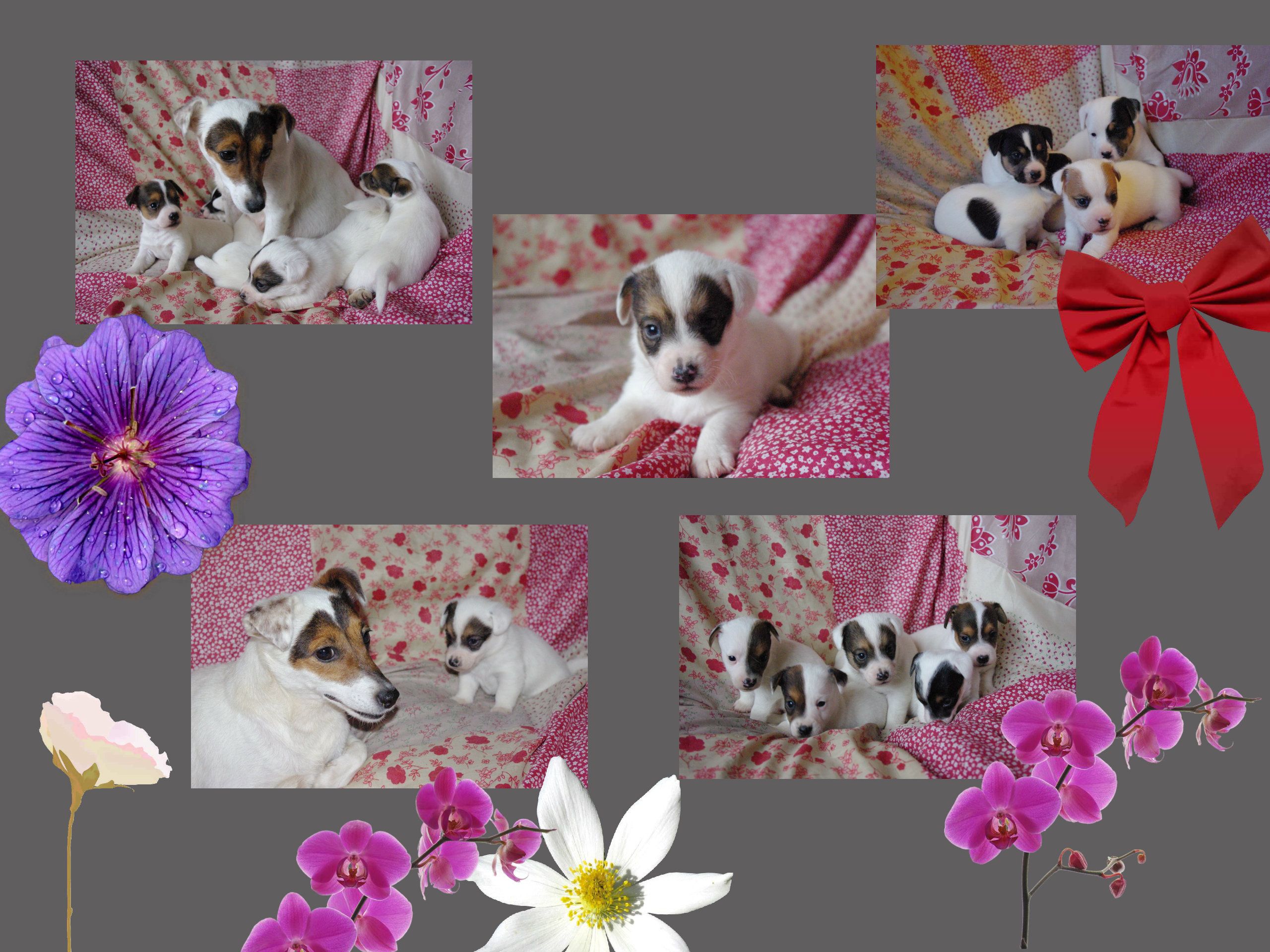 images/contenu/Chiots/jackrussel/pasdechiots/jack_russel_21.jpg
