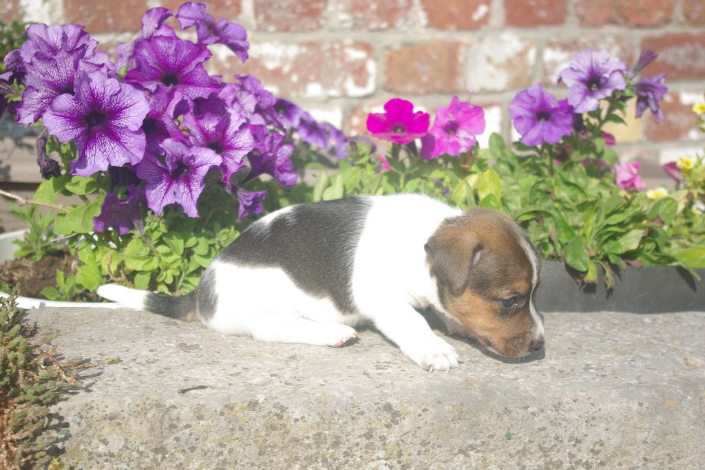 images/contenu/Chiots/jackrussel/005/8-jack_russel_3.jpg