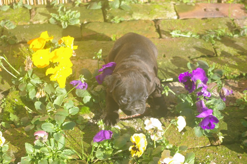images/contenu/Chiots/Bouledogue/003/9-bouledogue_franais_2.jpg