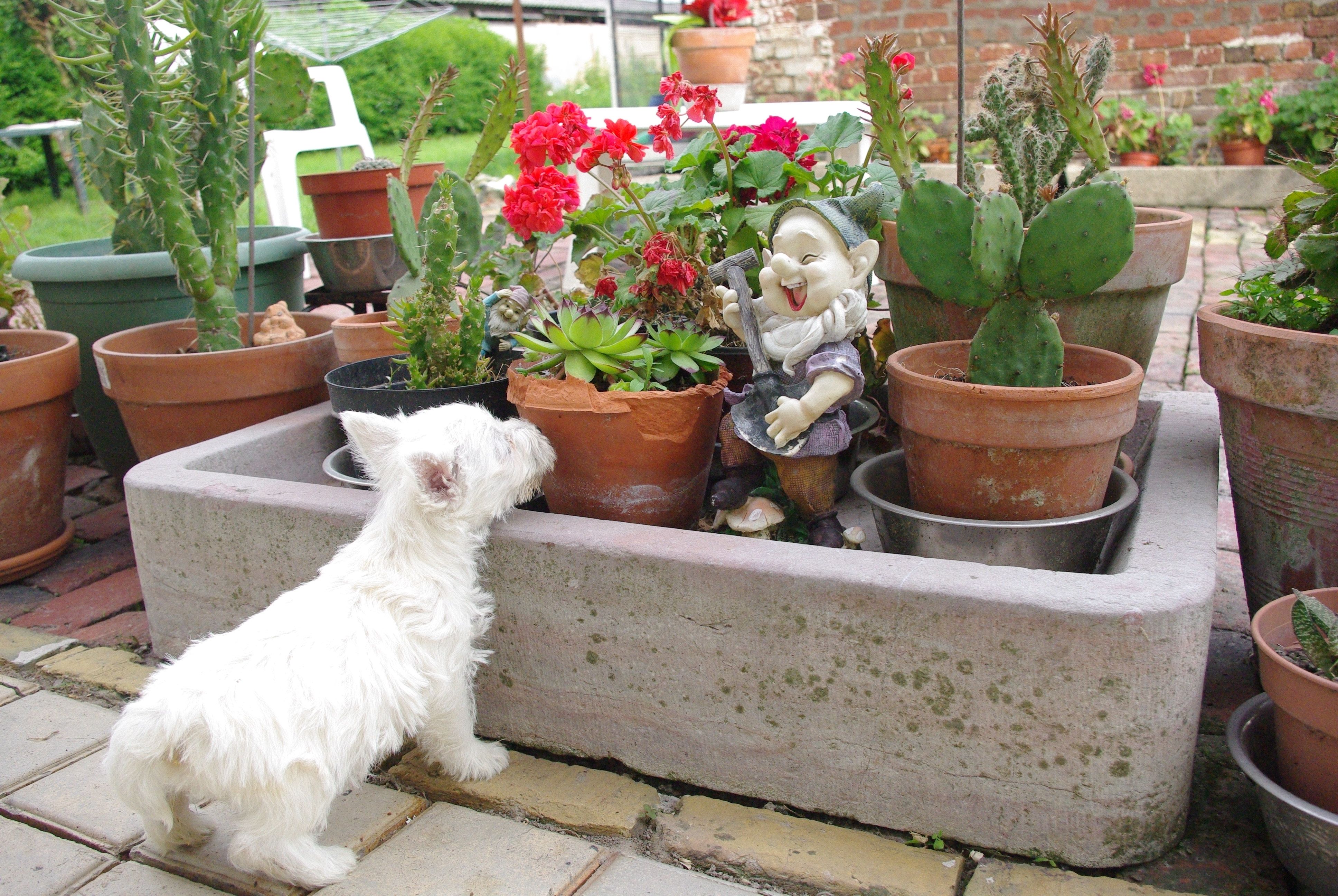 images/contenu/Chiots/westie/pasdechiots/IMGP4596.jpg