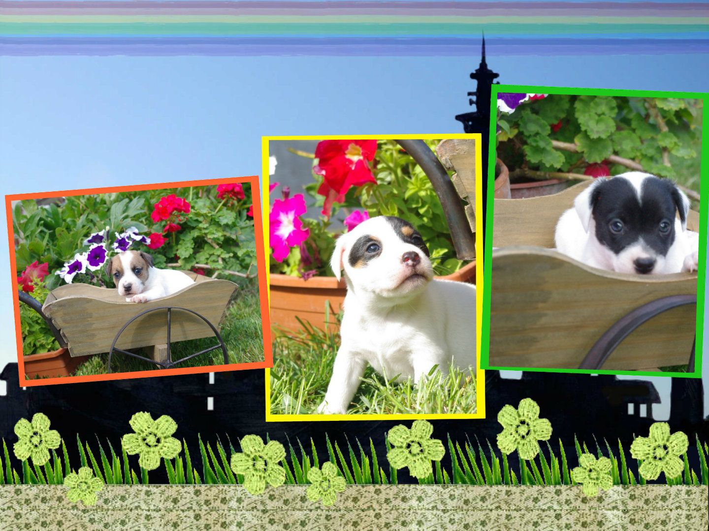 images/contenu/Chiots/jackrussel/pasdechiots/jack_russel_24.jpg