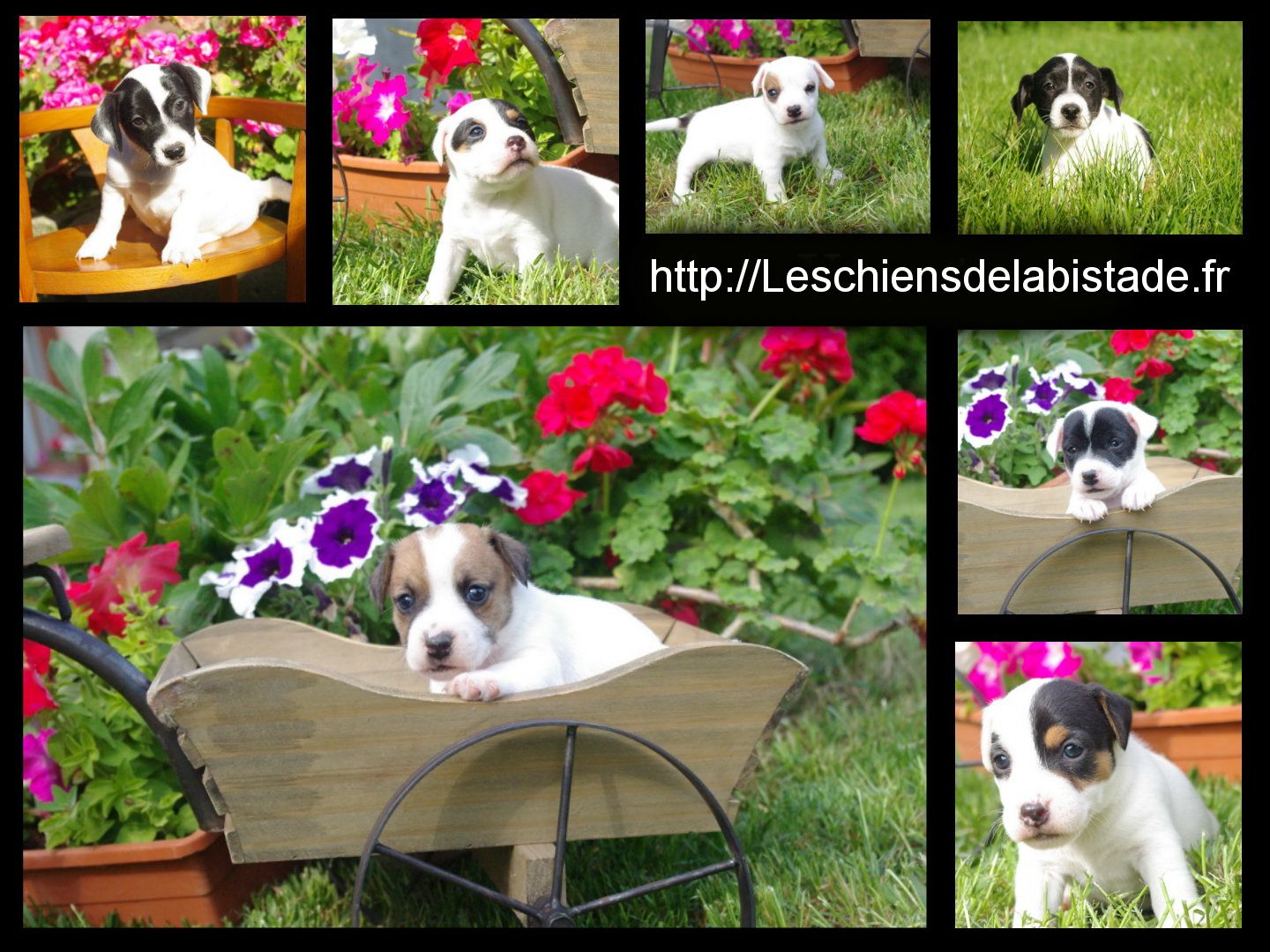 images/contenu/Chiots/jackrussel/pasdechiots/jack_russel_25.jpg