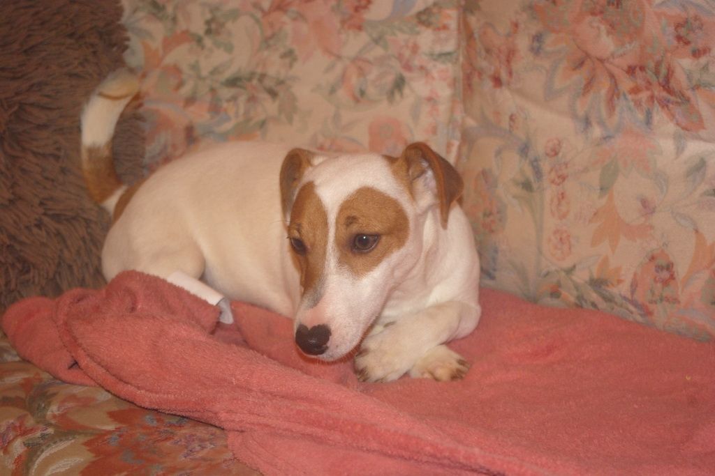 images/contenu/Chiots/jackrussel/005/5-jack_russel_6.jpg