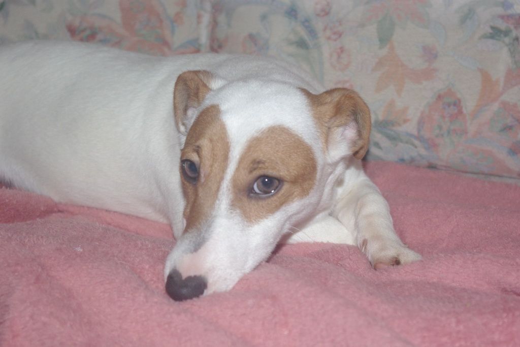 images/contenu/Chiots/jackrussel/005/5-jack_russel_9.jpg