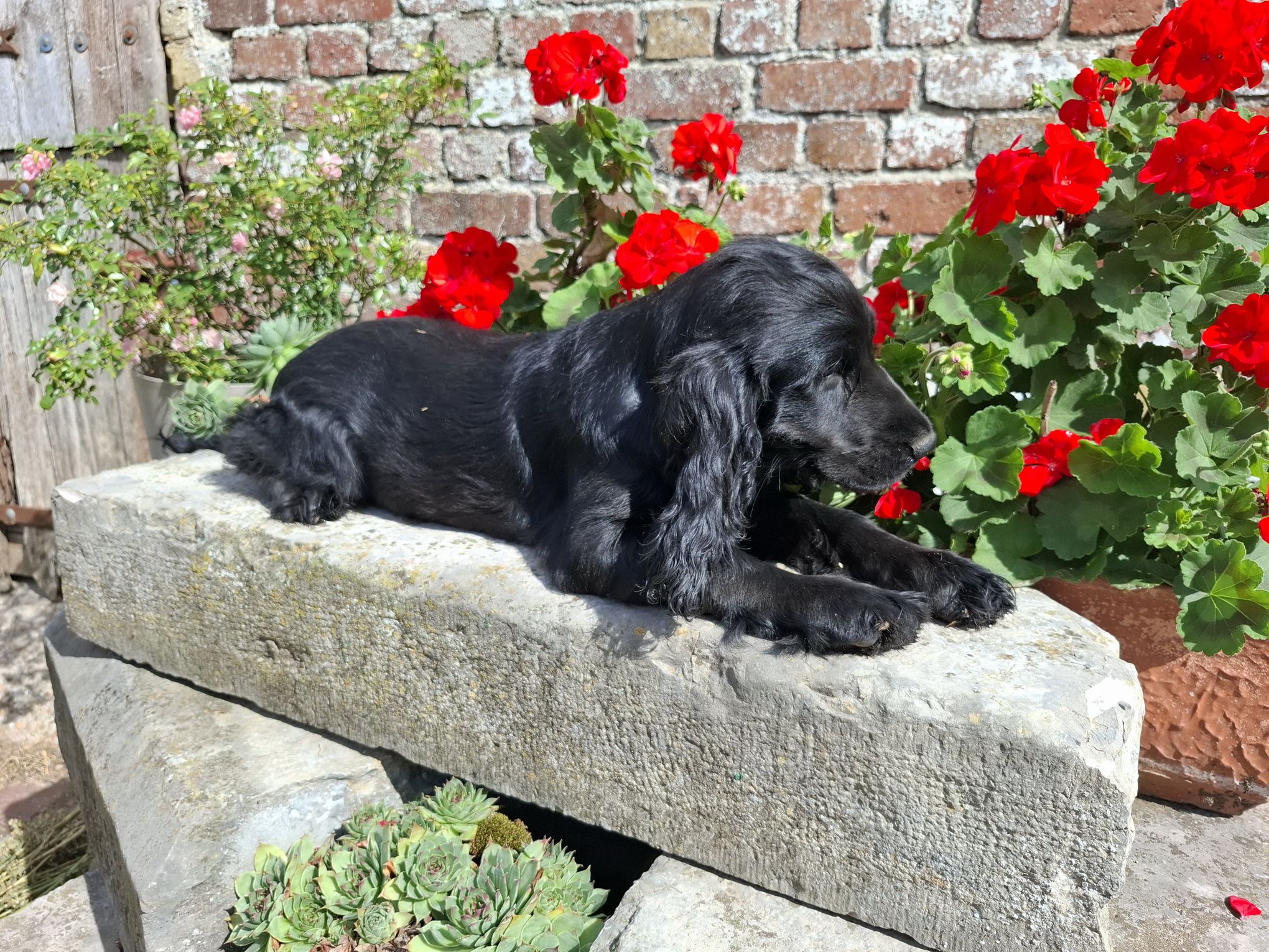 images/contenu/Chiots/Cocker/003/8-cocker_anglais_16.jpg