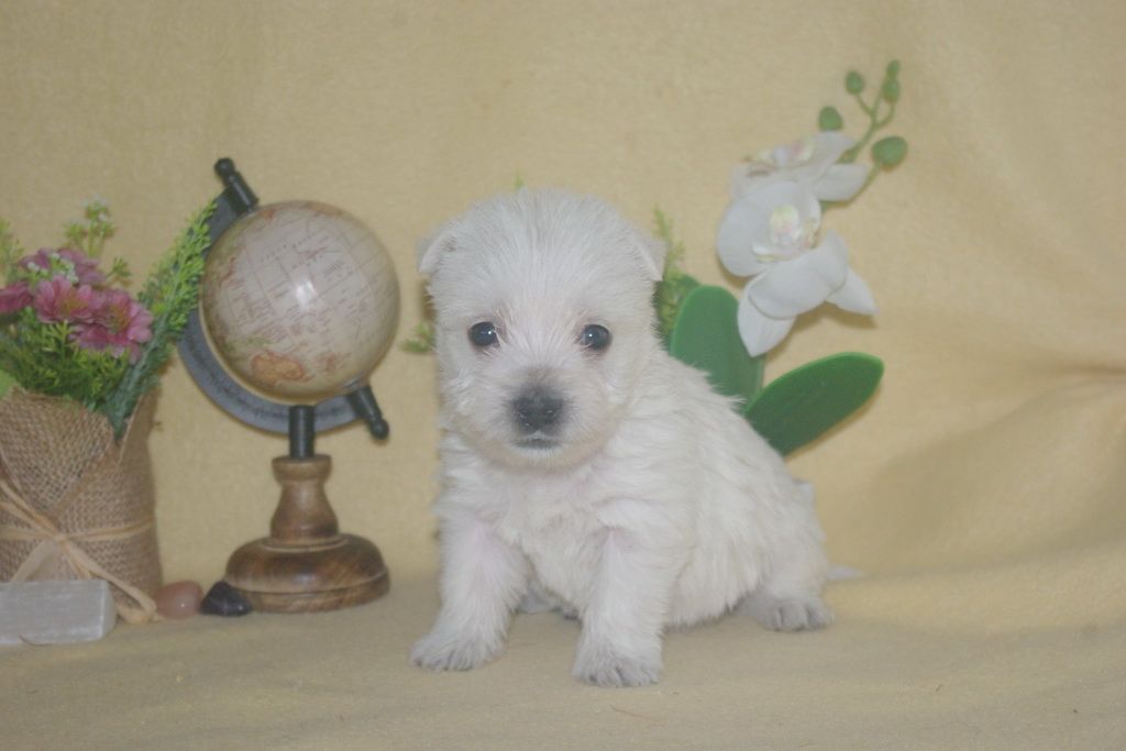 images/contenu/Chiots/westie/004/9-westie_2.jpg
