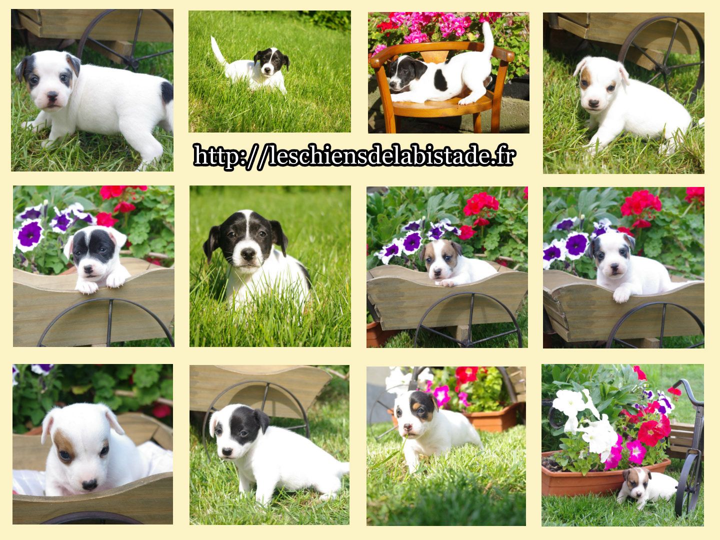 images/contenu/Chiots/jackrussel/pasdechiots/jack_russel_27.jpg