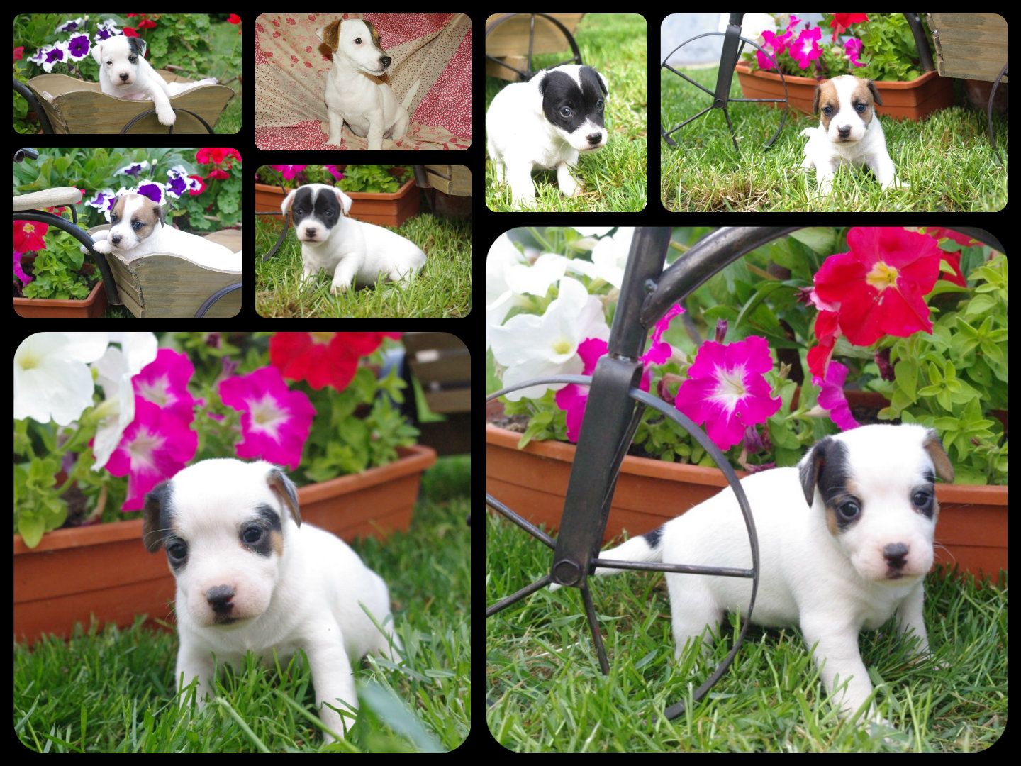 images/contenu/Chiots/jackrussel/pasdechiots/jack_russel_26.jpg