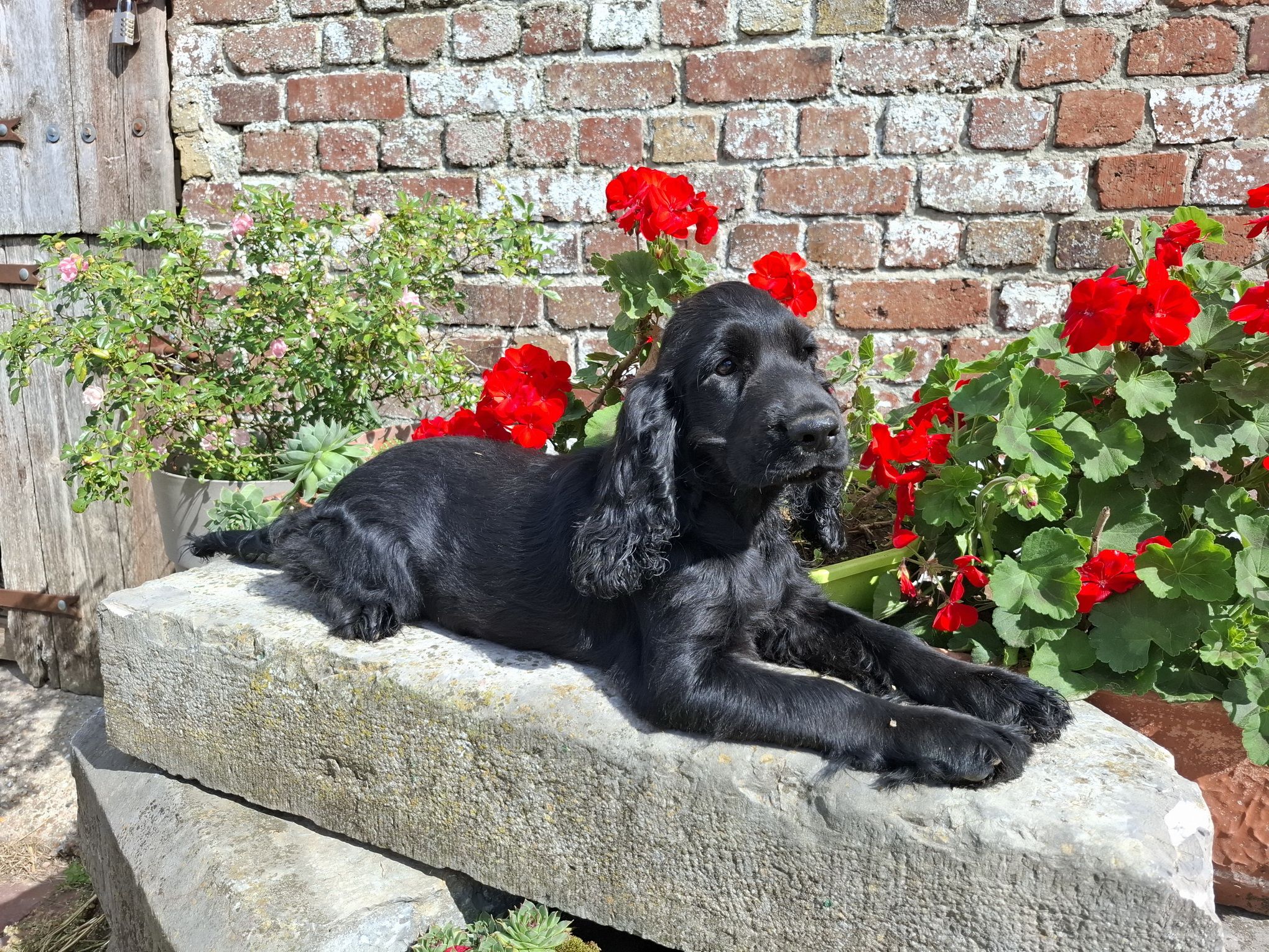 images/contenu/Chiots/Cocker/003/8-cocker_anglais_2.jpg