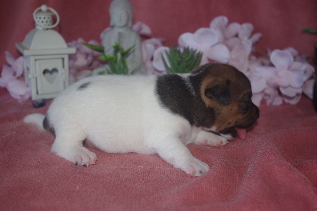 images/contenu/Chiots/jackrussel/004/9-jack_russel_10.jpg
