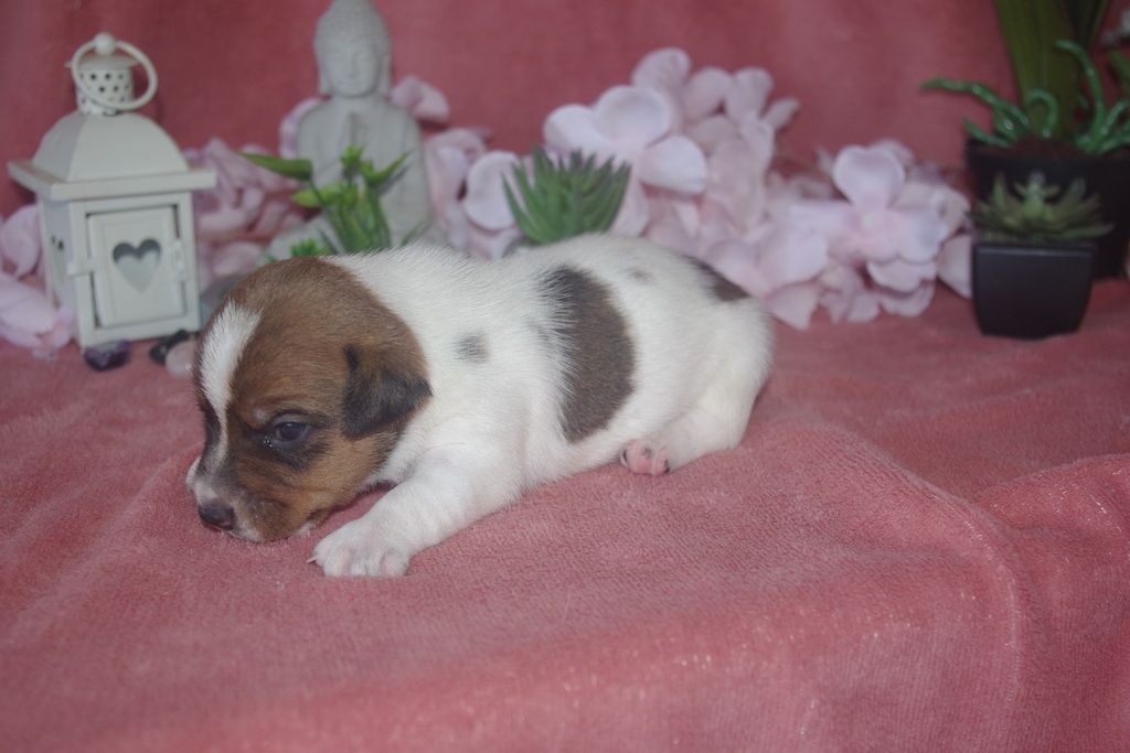 images/contenu/Chiots/jackrussel/003/9-jack_russel_6.jpg