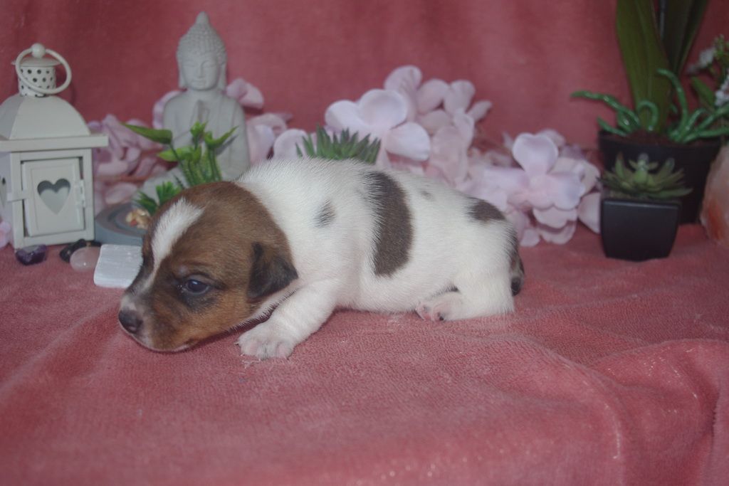images/contenu/Chiots/jackrussel/003/9-jack_russel_9.jpg