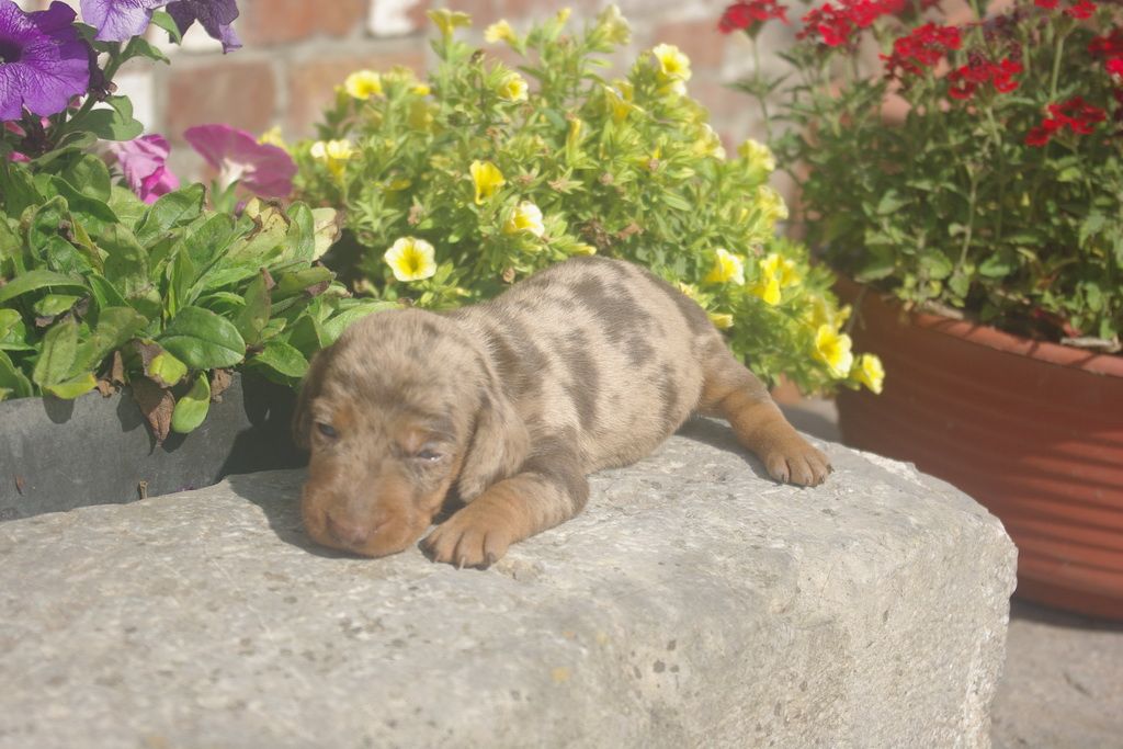 images/contenu/Chiots/teckel/003/9-teckel_4.jpg