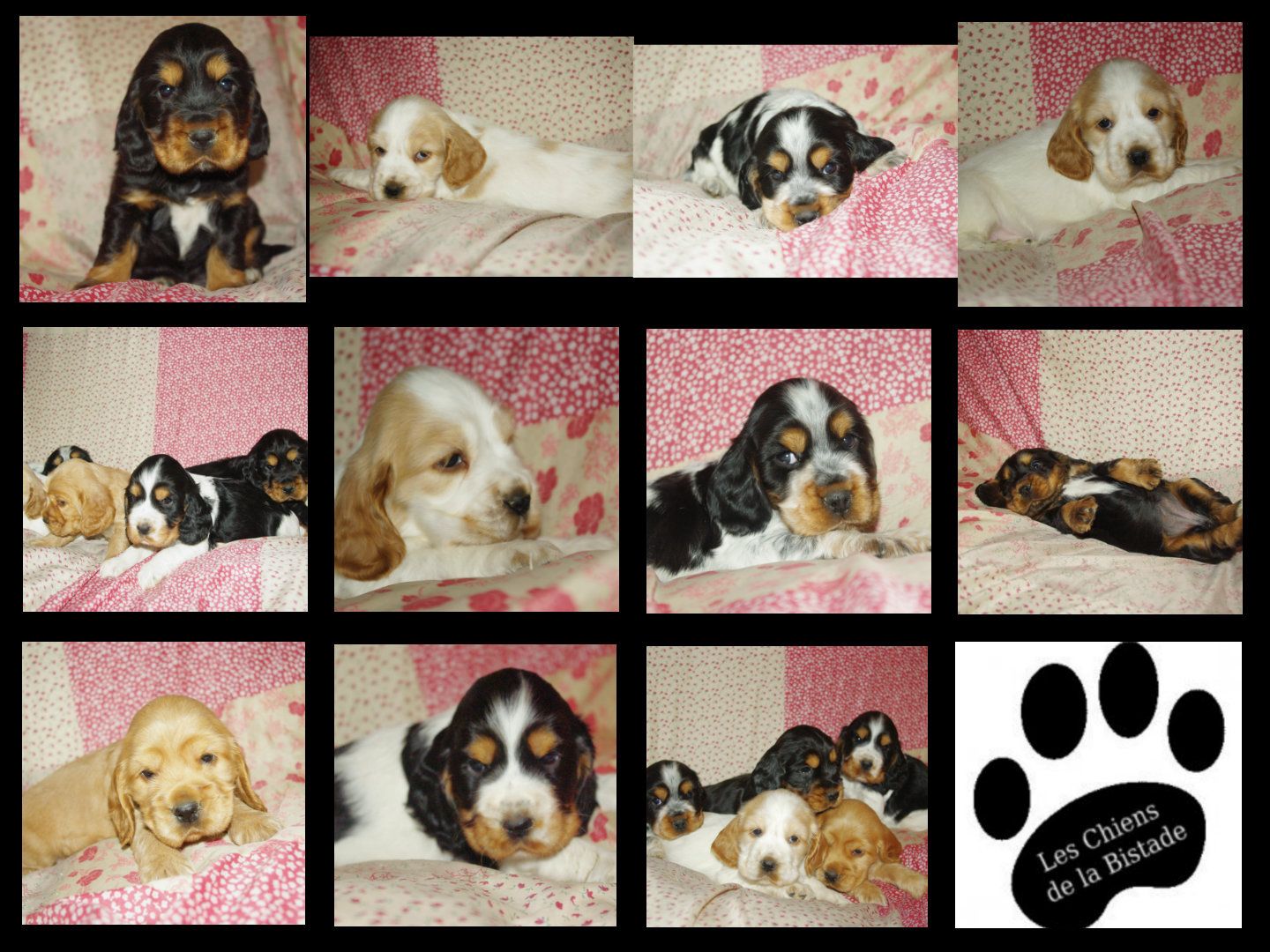 images/contenu/Chiots/Cocker/pasdechiots/cocker_anglais_28.jpg
