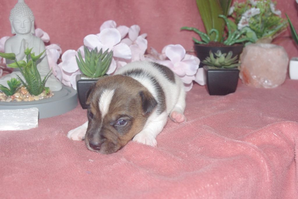 images/contenu/Chiots/jackrussel/004/9-jack_russel_7.jpg