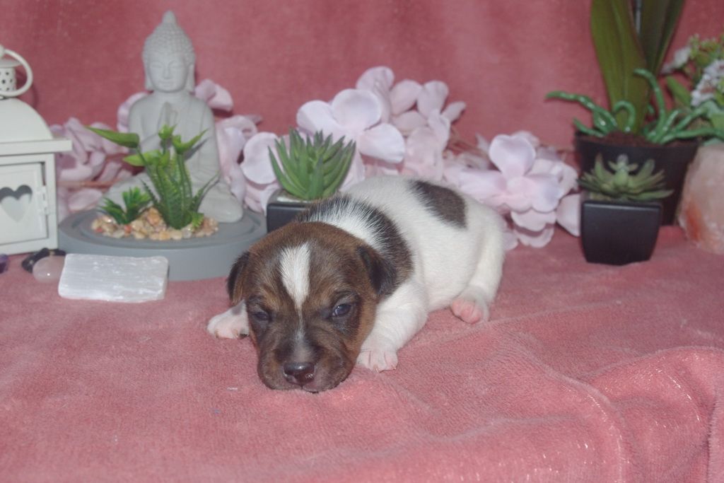 images/contenu/Chiots/jackrussel/004/9-jack_russel_8.jpg