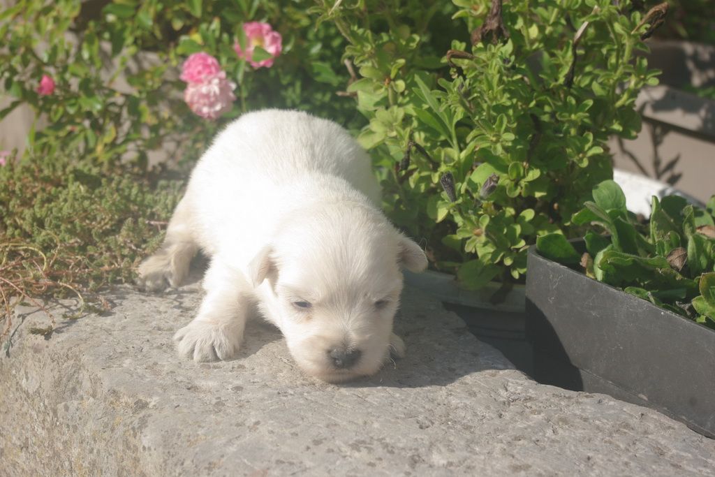images/contenu/Chiots/westie/001/9-westie_7.jpg