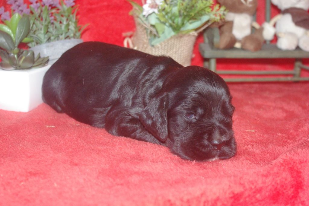 images/contenu/Chiots/Cocker/002/9_cocker_anglais_2.jpg