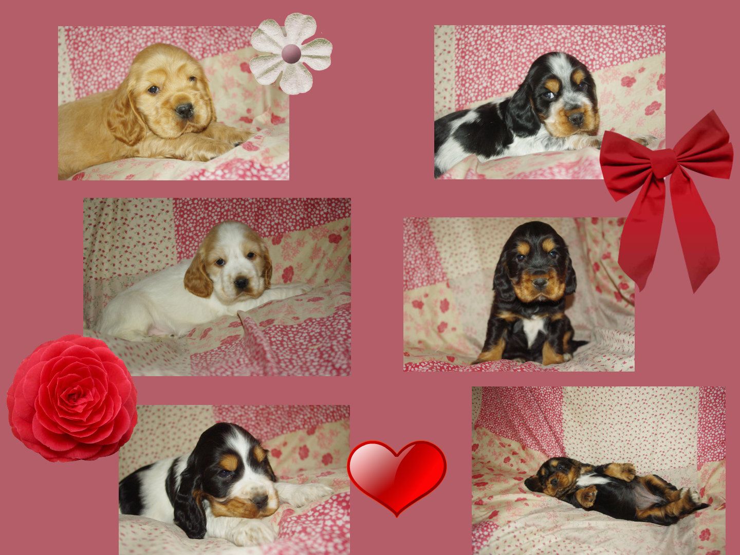 images/contenu/Chiots/Cocker/pasdechiots/cocker_anglais_29.jpg
