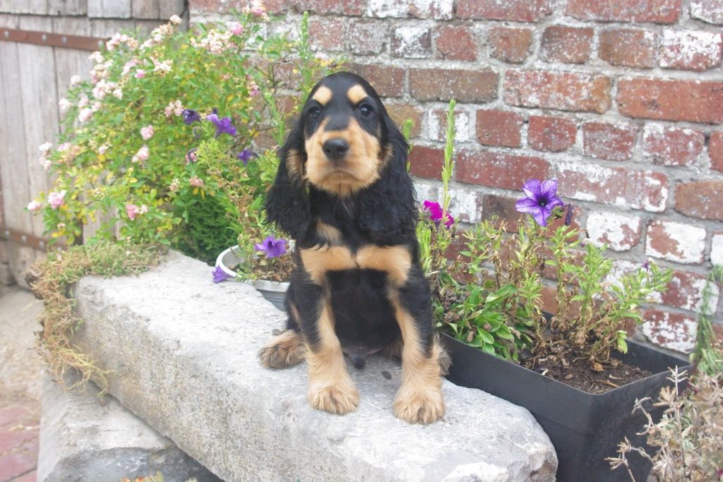Les Chiens de la Bistade - cocker anglais 003