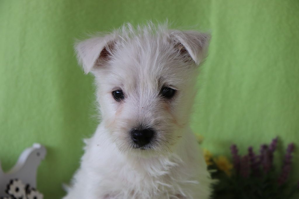 Les Chiens de la Bistade - westie 002