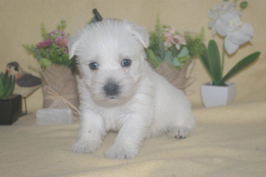 images/contenu/Chiots/westie/001/9-westie_3.jpg